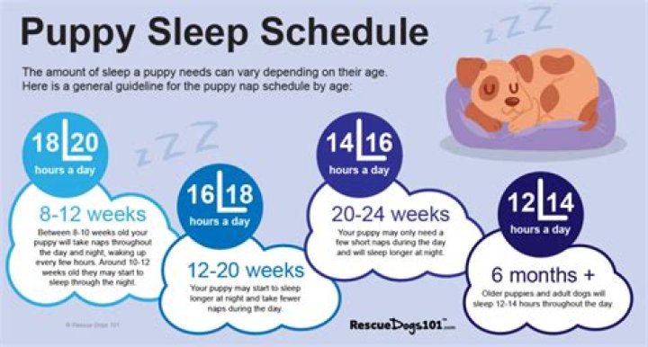 Can 10 week old puppies sleep through the night?