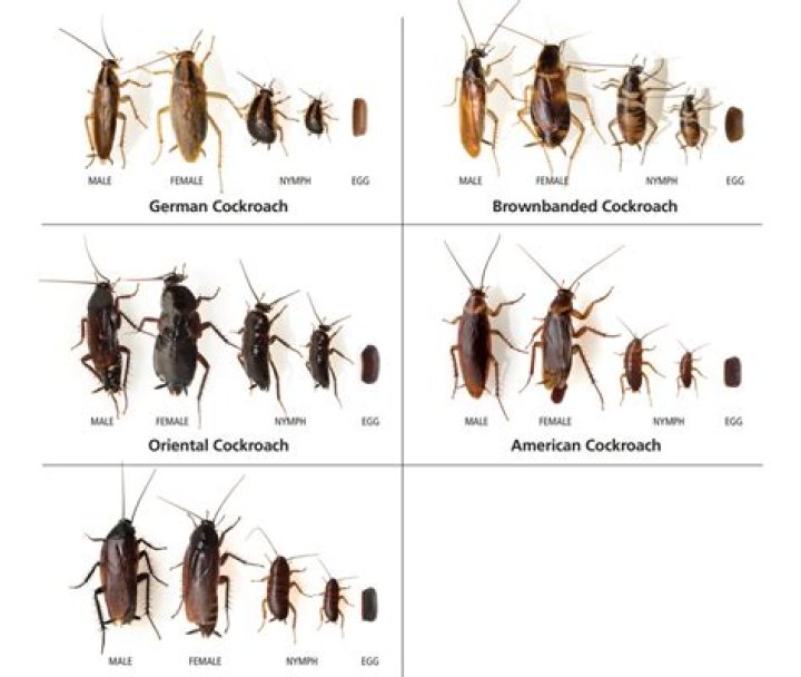 Can cockroaches scream? - BlogInfo