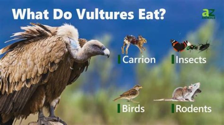 Can you eat a vulture?