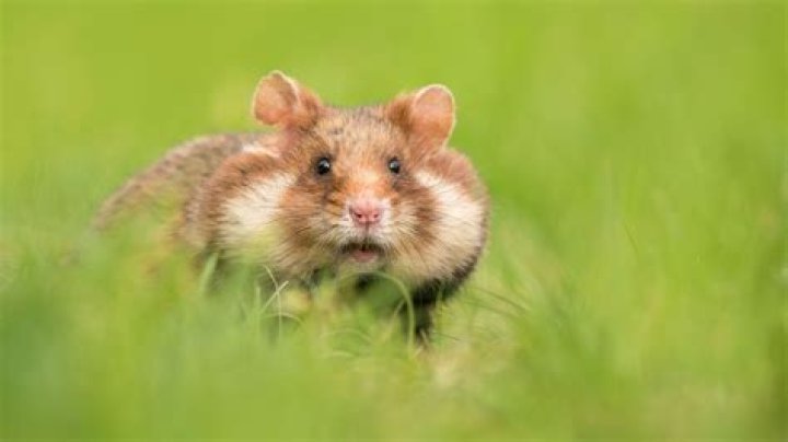 Did hamsters microwave? - SnogBlogy