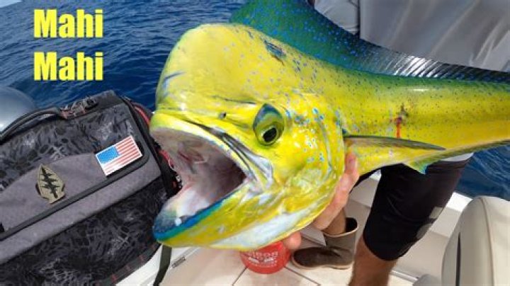 Is there mahi mahi in Florida?