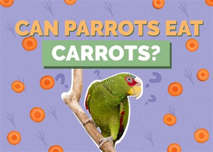 PulseDash | Can parrots eat noodles?