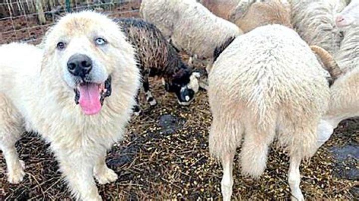 Unveiling The Enchanting World Of Casper Great Pyrenees: Discoveries And Insights