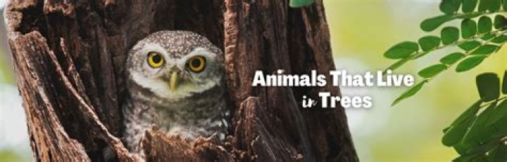 What is the word for animals that live in trees?