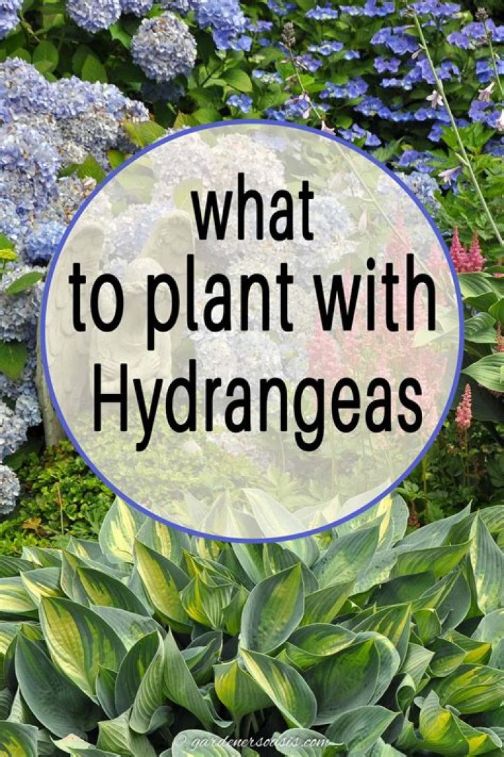 What is wrong with my hydrangea leaves?