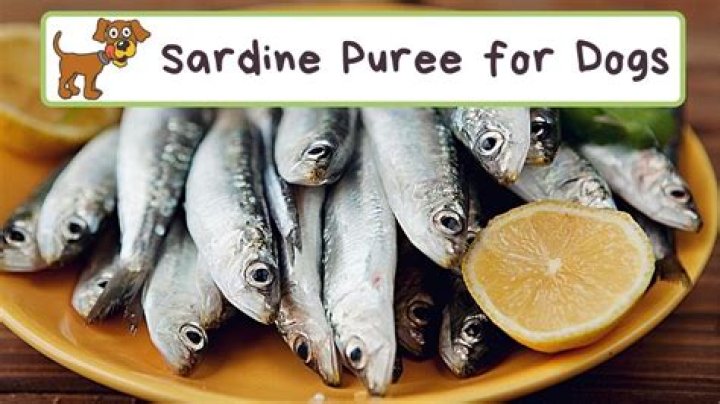 What kind of sardines are good for dogs?